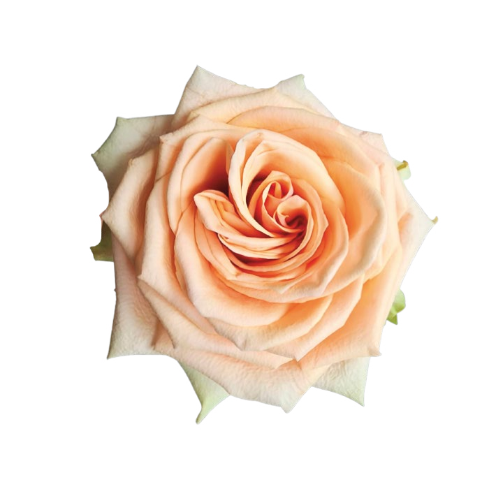Desert Rose