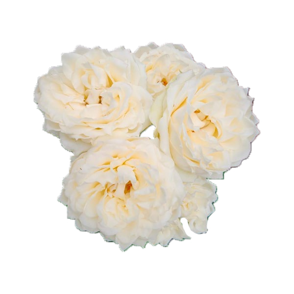 Julietta Vanilla