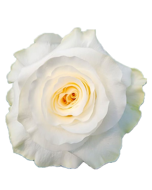 Chiffon