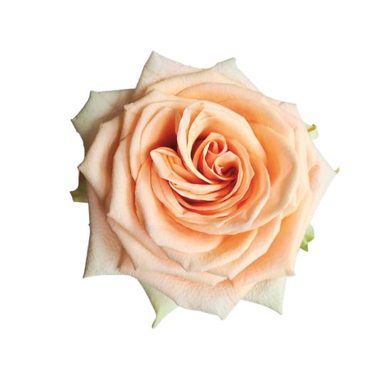 Desert Rose