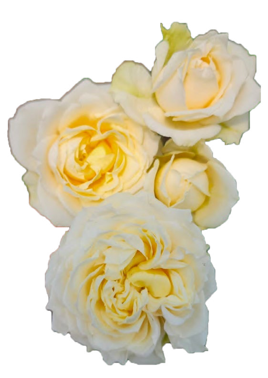 Julietta Cream