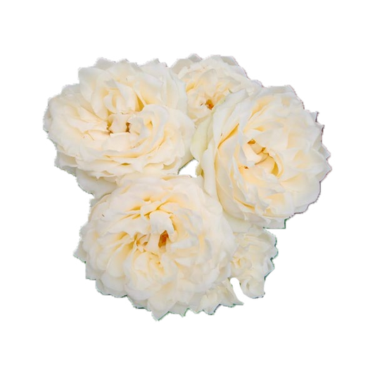 Julietta Vanilla