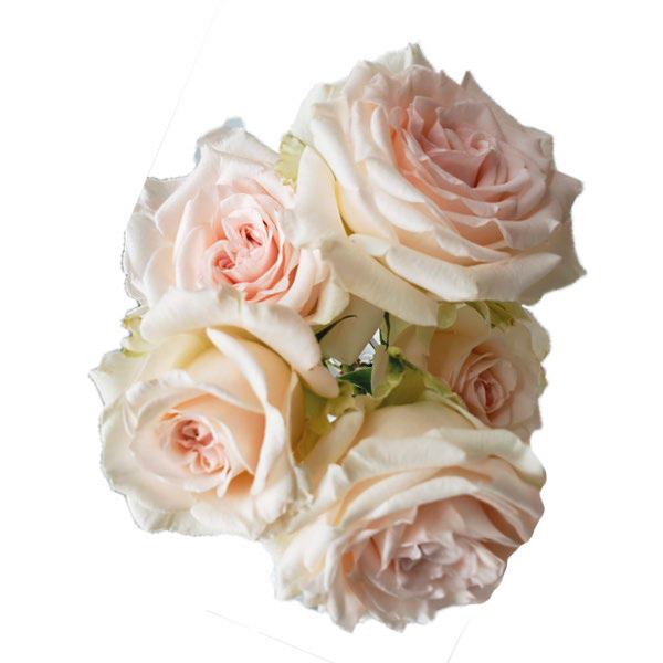 Lovely Blossom