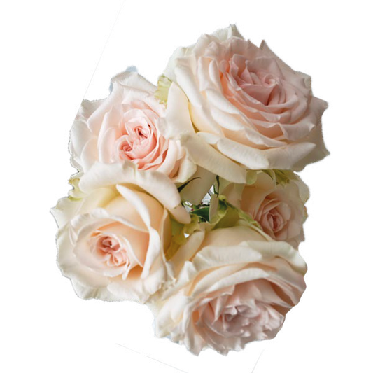 Lovely Blossom