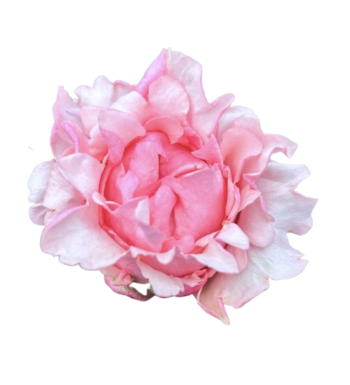 Pink Margo
