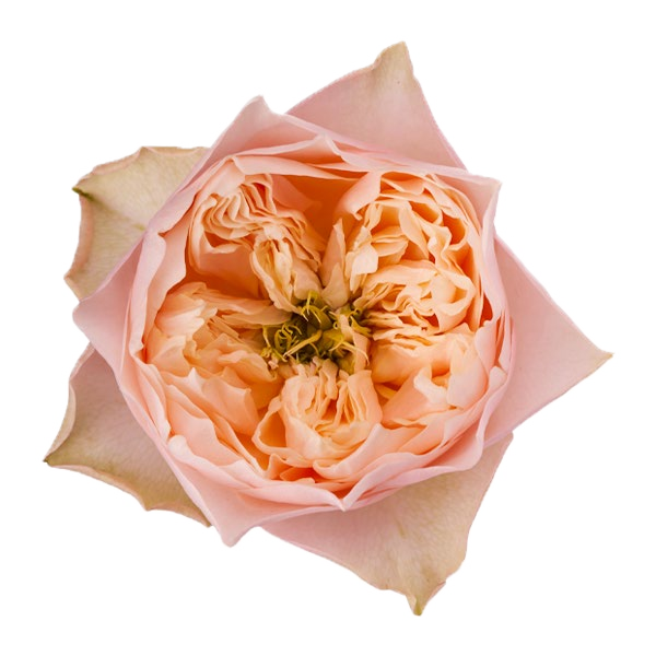 Romantic Vuvuzela