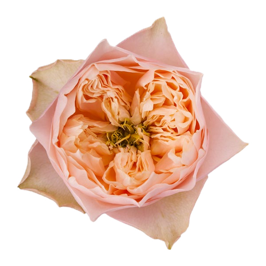 Romantic Vuvuzela