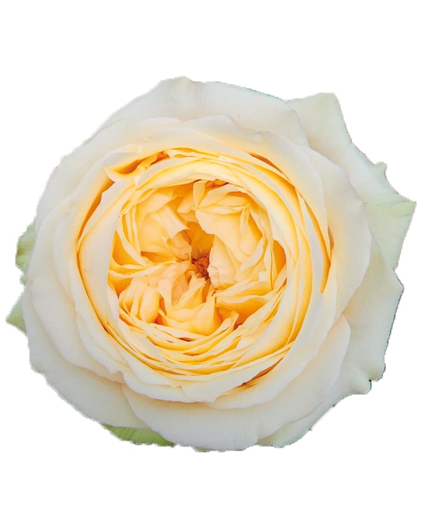 Vanilla Catalina
