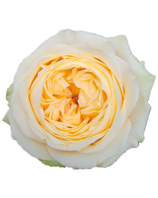 Vanilla Catalina