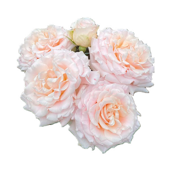 Wedding Rosever
