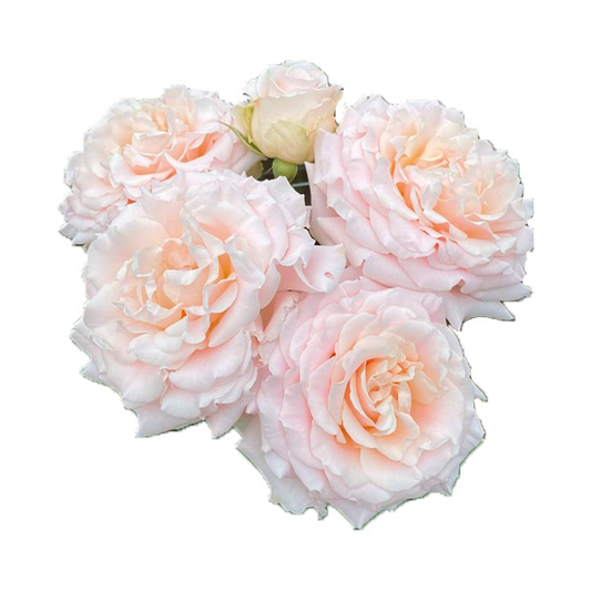 Wedding Rosever