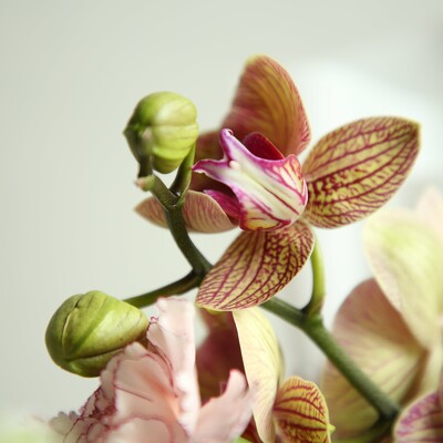 Bouquet of flowers called "Attractive fragrance"