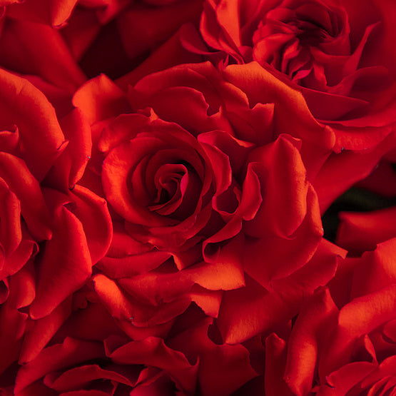 Monobouquet of French Rose Nina