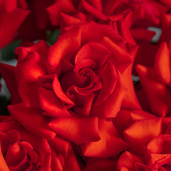 Monobouquet of French Rose Nina