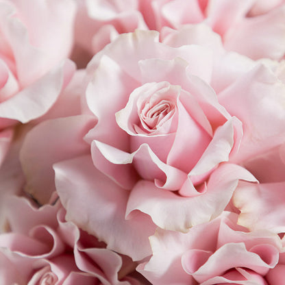Monobouquet of French Roses  Pink Mondial